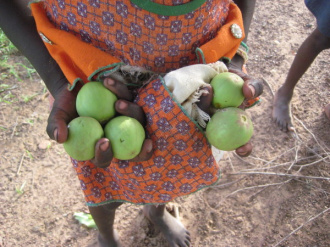 04 Les Fruits Du Karite